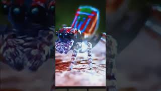 Peacock spider mate dance lol so CUTE [upl. by Hathcock]