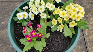 Planting primula polyanthus and primrose  spring  container flower gardening [upl. by Naivad]