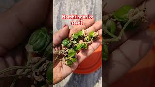 Harshringar ke bij kese hote hseeds grow plants gardening garden youtubeshorts shorts [upl. by Lybis]