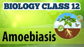 Amoebiasis  Human Health amp Diseases  Biology Class 12 [upl. by Sackville101]