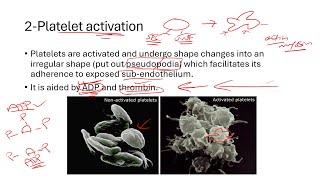 شرح فسيولوجي Polycythemia Platelet Plug Formation Thrombocytopenic Purpura [upl. by Laumas]