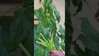 Harvesting Callaloo We didn’t plant any of it callaloo amaranth superfood  gardening garden [upl. by Aivuy]