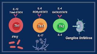 Maduración y diferenciación del linfocito T [upl. by Sibell]