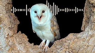 Barn Owl Sounds amp What Each Call Means  Discover Wildlife  Robert E Fuller [upl. by Schach]