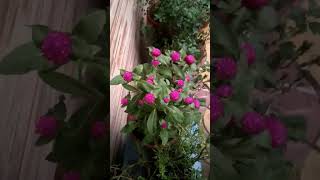 Beutiful gomphrena flower 🌺🌺indoorplants terracegardenplants trending viralvideo nature shorts [upl. by Trebmer266]