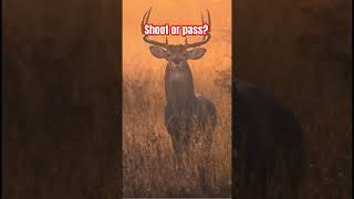 Shoot or pass music deerhunting deer bucks rut [upl. by Elehcim992]