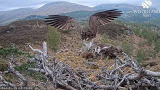 Loch Arkaig Ospreys Aida calls for fish but Garry LV0 has other ideas and gets rejected 5 May 2024 [upl. by Guyer364]