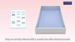 Animation 272 Gel electrophoresis [upl. by Nabe40]