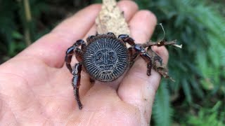 Accidentally discovered the spider Cyclocosmia ricketti in a forest [upl. by Perrin]