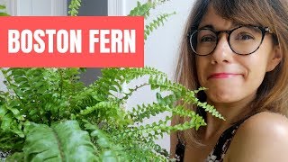 Boston fern care  Nephrolepis exaltata care [upl. by Iolande]