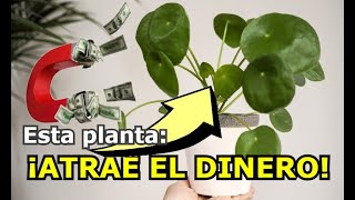 PLANTA DEL DINERO CHINA CUIDADOS Y CULTIVO Como cultivar pilea o planta China de la moneda [upl. by Eillor]