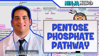 Metabolism  Pentose Phosphate Pathway [upl. by Nahshunn454]