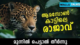 ആമസോൺ കാട്ടിലെ പേടി സ്വപ്നം  Amazon Forest Malayalam  Mystery Malayalam  Malayalam [upl. by Cusack]