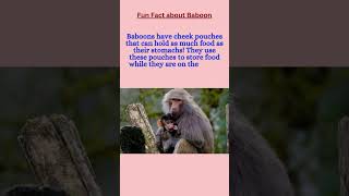 funfact about Baboon funfact baboon baboons facts baboonfacts baboonlovers [upl. by Halilahk]