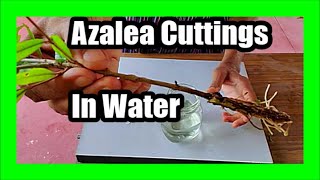 How to Propagate Azaleas From Cuttings in Water Grow Azalea Cuttings In Water [upl. by Doownelg]