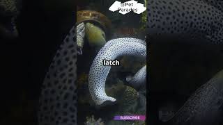 🤯 Did You Know Moray Eels Have TWO Jaws 🦷 How They Hunt with This Weird Trick  facts shorts [upl. by Enyawd]