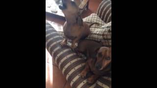 Dachshund ladrando teckel [upl. by Ahsayn222]