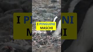 i pinguini e il corteggiamento animali animals cibo pinguini [upl. by Notnel]