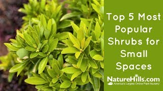 Top 5 Most Popular Shrubs for Small Spaces  NatureHillscom [upl. by Aurel]