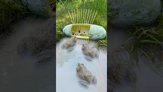 Survival Skills Simple But Very Useful With Frog Trap shorts survival bushcraft outdoors [upl. by Winfrid87]