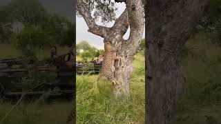 My best viewing of our original Saseka leopard that I have ever seen Enjoy 😊 [upl. by Saixela]