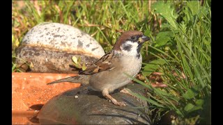 Passera mattugia Passer montanus [upl. by Noami761]