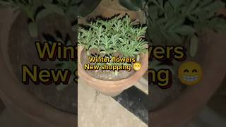 Winter flowering plants 🌺🌹🌷 plants shorts subscribe [upl. by Gascony261]