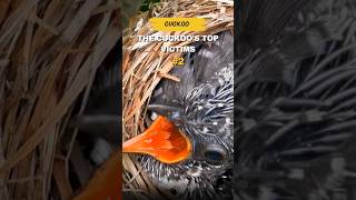 The cuckoos top victims birds cuckoo cuckoobird nature shorts babybird [upl. by Enrahs]