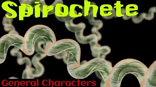 Spirochetes in hindi  Spirochetes microbiology in hindi [upl. by Brittnee]