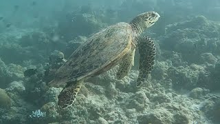 Maldives Diving Day 5 Princess Sara liveaboard Loshfushi Corner Drift dive with Hawksbill turtle [upl. by Gnouc]