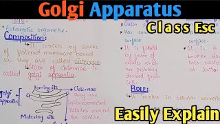 Golgi Apparatus Structure And Functions  Golgi Complex  Class 11 Biology [upl. by Lenni]