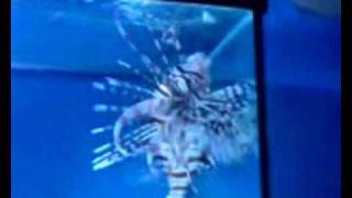 Mikey B gets stung by a lion fish [upl. by Nikolas]