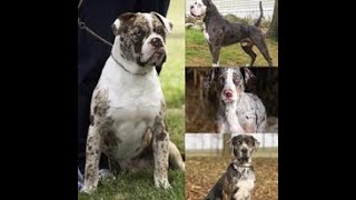 THE MASTER OF ALL BULLDOG BREEDS CATAHOULA BULLDOGS AND INFO ABOUT CATAHOULA BULLDOGS [upl. by Alfonzo518]