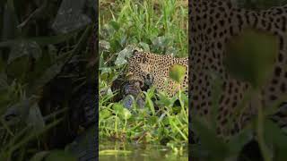 Jaguar Hunting shortsfeed emotiona ytshorts youtubeshorts wildlife wildanimals facts short [upl. by O'Donoghue606]