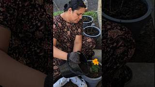 Potting flowering plants using our homemade nutritional mix garden floweringplants shorts [upl. by Carlynn]