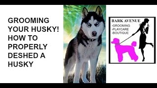 How To Properly Groom Deshed Husky [upl. by Yeslah]