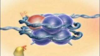 Chromatin Histones and Modifications Rate My Science [upl. by Anwat]