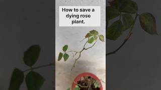 How to save a dying Rose plant viralshorts rose gardening plants shorts [upl. by Aneleh793]