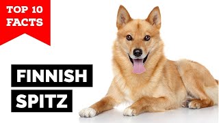 Finnish Spitz  Top 10 Facts [upl. by Anayaran]