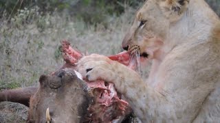 Lions vs Prey The Ultimate Compilation [upl. by Thorpe72]