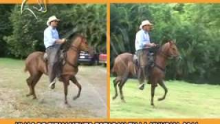 paso fino Firmamento De Agua Linda [upl. by Dray]