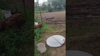 Peacock original video 🦚 peacock birds cute shortvideo hinduchant peacocking [upl. by Cirdes]