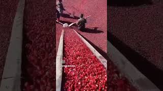 Cranberry farming 🧺 viralvideo facts farmingchina [upl. by Ornstead]