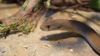 Legless Lizards  Animals Anonymous [upl. by Ahsinned]