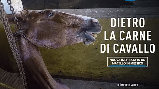 Dietro la carne di cavallo inchiesta di Animal Equality in un macello in Messico [upl. by Japheth]