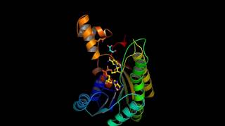 The catalytic reaction trigger and inhibition of D3hydroxybutyrate dehydrogenase [upl. by Angi]