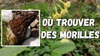 Où trouver des morilles  Mes astuces [upl. by Norab]