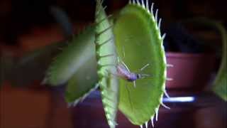 Venus flytrap closing its trap  one of the most impressive and fastest movement a plant is able to [upl. by Cordeelia]