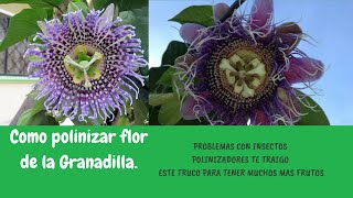 How to Polinize Flowers in the Granadilla Plant como polinizar flores de granadilla PARTE 2 [upl. by Carmela]