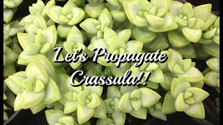 How to Propagate Stacking Crassula MULTIPLY YOUR PLANTS BY THE HUNDREDS [upl. by Sadie]